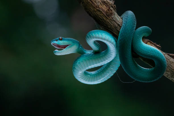 istock Blue viper snake Trimeresurus insularis strike with mouth open 1674828333