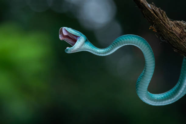 istock Blue viper snake Trimeresurus insularis strike with mouth open 1674828428