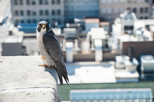 Peregrine Falcon perched on building ledge in the city.