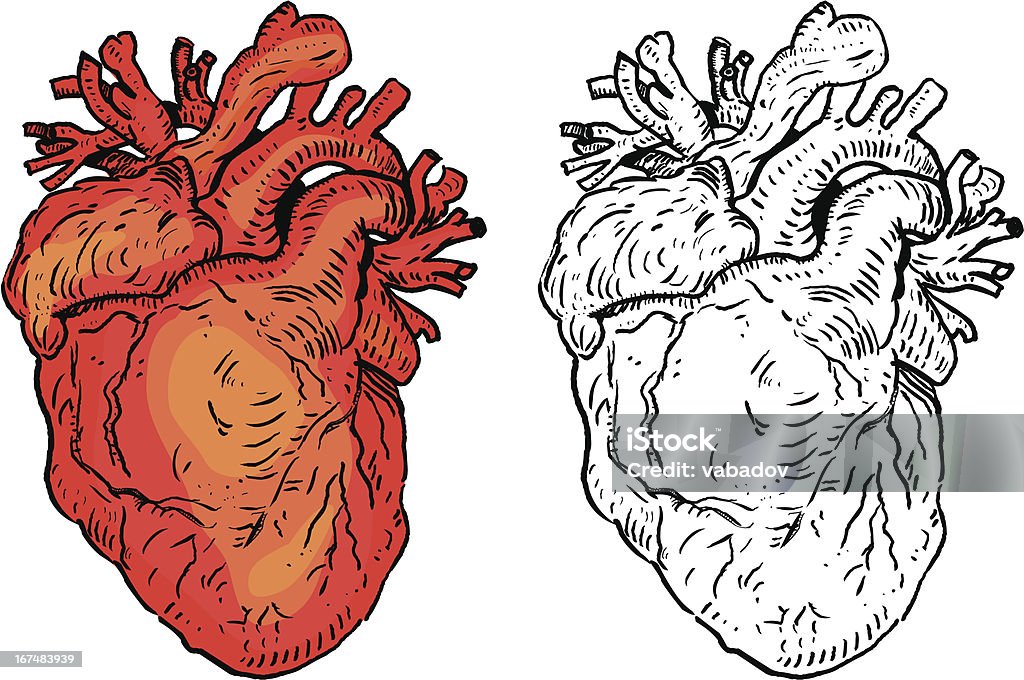 Coração Humano - Vetor de Arte Linear royalty-free
