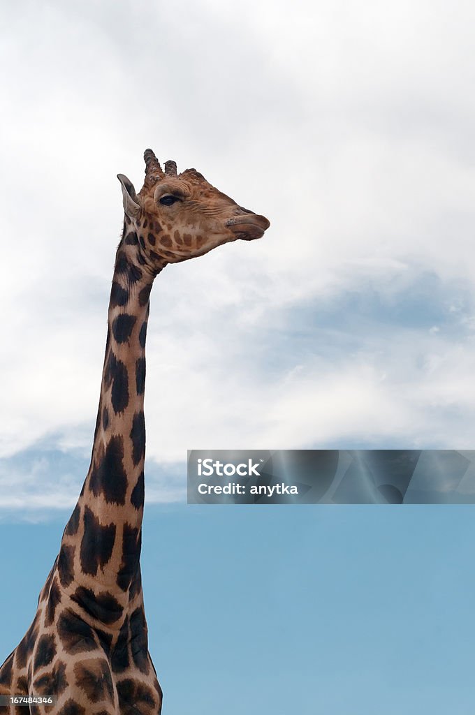 Girafe portrait - Photo de Afrique libre de droits