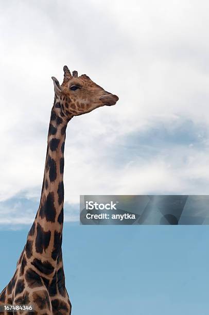 Photo libre de droit de Girafe Portrait banque d'images et plus d'images libres de droit de Afrique - Afrique, Beauté, Bleu