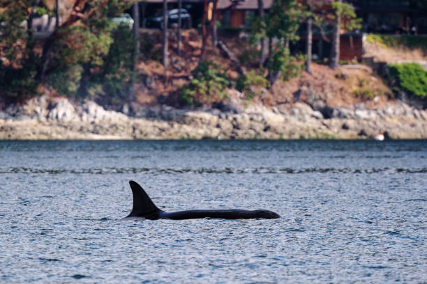 istock Transient orca whale, Fulford Harbour, Salt Spring Island, BC Canada 1674843931
