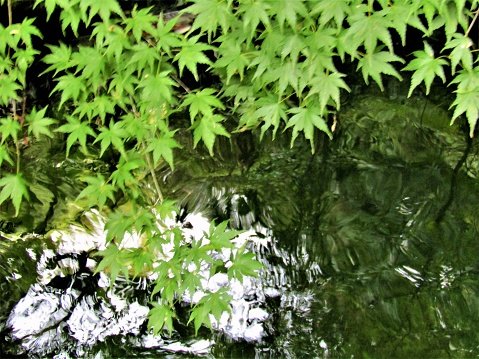 The peace of an oriental rock garden (would make for a great title slide)