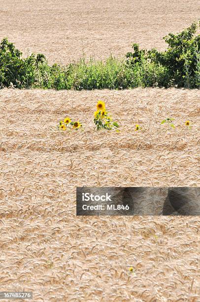 Fiore Di Girasole In Campo Di Grano Medio - Fotografie stock e altre immagini di Agricoltura - Agricoltura, Ambientazione esterna, Cibo