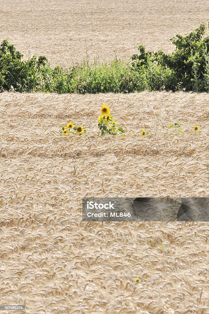 Flor de girassol no meio campo de trigo - Foto de stock de Agricultura royalty-free