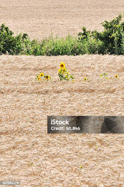 Flor De Girassol No Meio Campo De Trigo - Fotografias de stock e mais imagens de Agricultura - Agricultura, Ajardinado, Amarelo