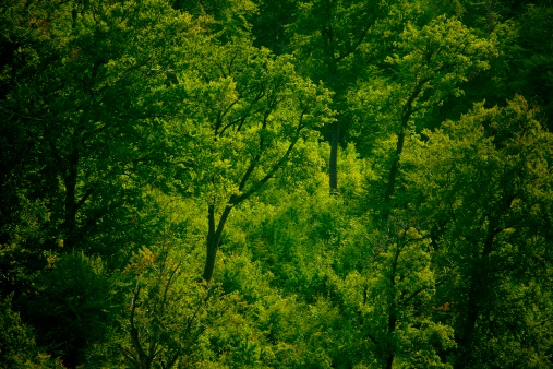 Lush green foliage of a summer forest