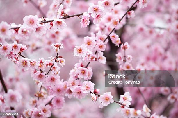 Sakura E Flor De Cerejeira Rosa - Fotografias de stock e mais imagens de Japão - Japão, Ao Ar Livre, Beleza