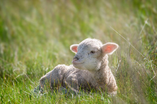 istock Merino Sheep out in the paddock 1674859539