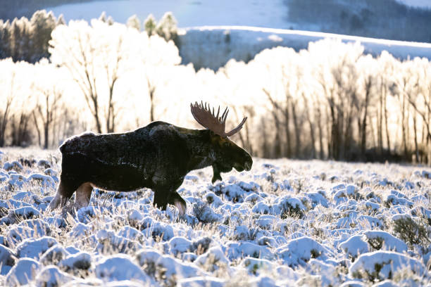 When is Moose Rutting Season? Discover the Dates and Secrets!