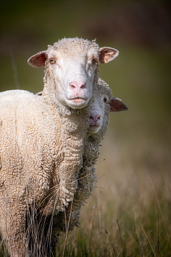Mother Merino Sheep and her lamb enjoying the sunshine in a paddock