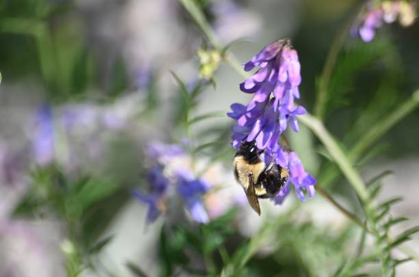 istock Bumble bee on a purple flower 1674861594