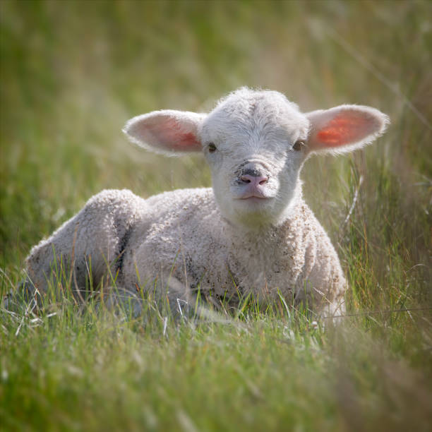 istock Merino Sheep out in the paddock 1674867938