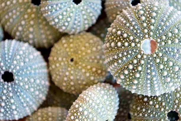 キナ-ニュージーランドウニ（evechinus chloroticus ) - green sea urchin 写真 ストックフォトと画像