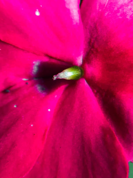 istock Impatiens hawkeri. red flower. full frame photography 1674875688