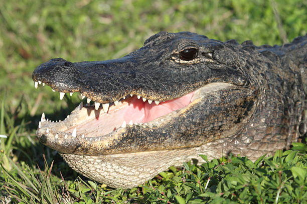 istock American Alligator Basking in The Sun 167487810