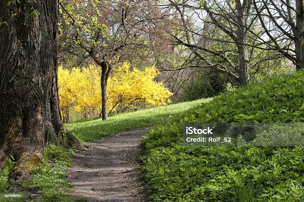 Primavera in Svezia - Foto stock royalty-free di Albero