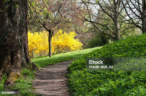 Primavera In Svezia - Fotografie stock e altre immagini di Albero - Albero, Cespuglio, Collina