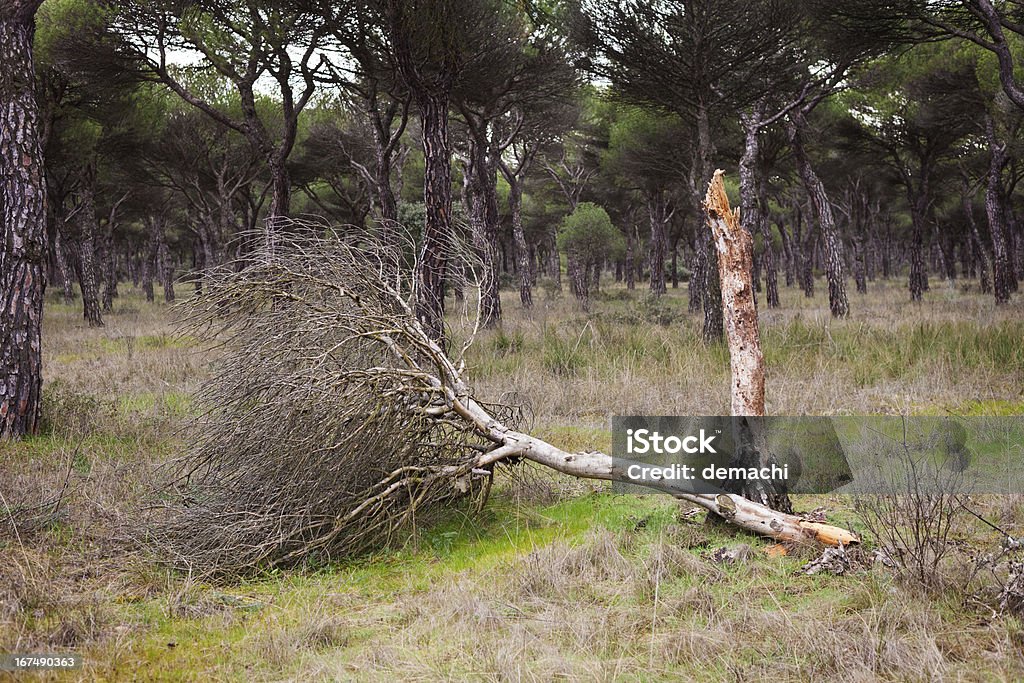 Dead jovem pinheiros - Foto de stock de Besouro royalty-free