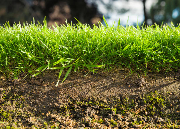 Grass Cross Section A macro cross-section view of grass and soil. topsoil stock pictures, royalty-free photos & images