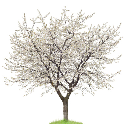 Cherry tree with flowers isolated on white.
