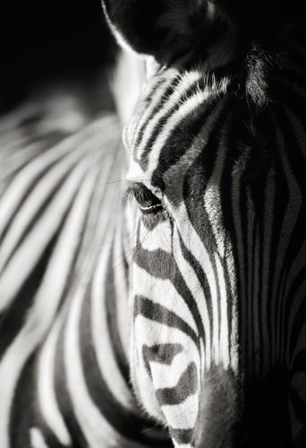 Close up of the face of a plains zebra, equus quagga, in a herd of zebra in the Masai Mara, Kenya. Black and white.
