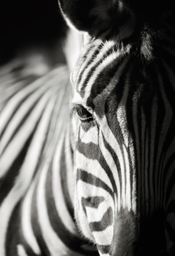 black and white close-up photo of  a zebra on dark background