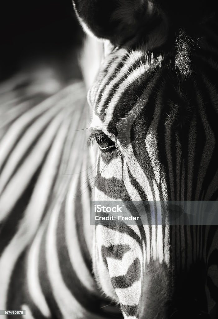 zebra close-up black and white close-up photo of  a zebra on dark background Zebra Stock Photo