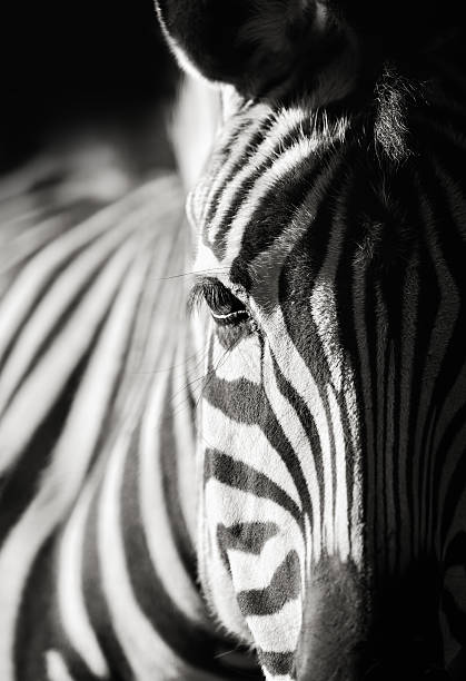 zebra close-up black and white close-up photo of  a zebra on dark background zebra photos stock pictures, royalty-free photos & images