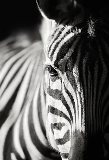 black and white close-up photo of  a zebra on dark background