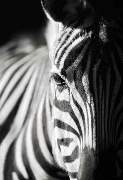 zebra close-up - black white macro high contrast - fotografias e filmes do acervo