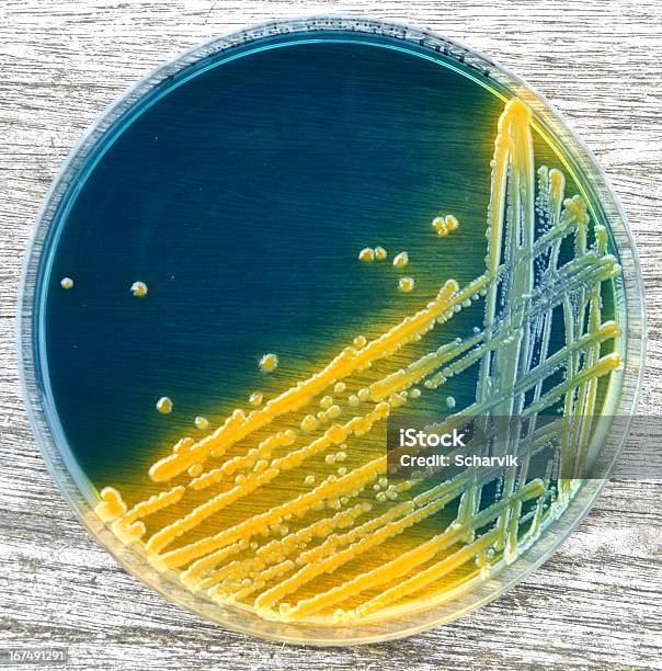 Escherichia Coli Foto de stock y más banco de imágenes de E. coli - E. coli, Bacteria, Placa de Petri