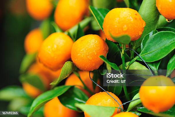 入りカボチャと栗オレンジの木の成長 - かんきつ類のストックフォトや画像を多数ご用意 - かんきつ類, カラー画像, ガーデニング