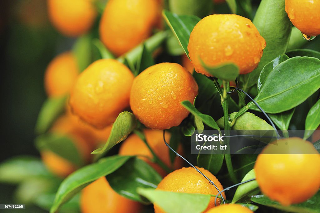 Мандариновый апельсинов grow на дерево - Стоковые фото Апельсин роялти-фри
