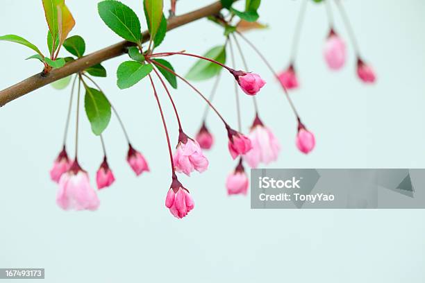 Foto de Malus Halliana Blossoms e mais fotos de stock de Botão - Estágio de flora - Botão - Estágio de flora, Cabeça da flor, Colorido