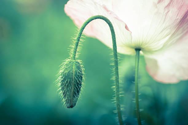 ピンクのポピーのクローズアップ - poppy purple flower close up ストックフォトと画像