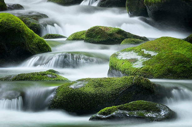 świetny widelec creek, gór smoky mountains national park - tennessee waterfall stream forest zdjęcia i obrazy z banku zdjęć