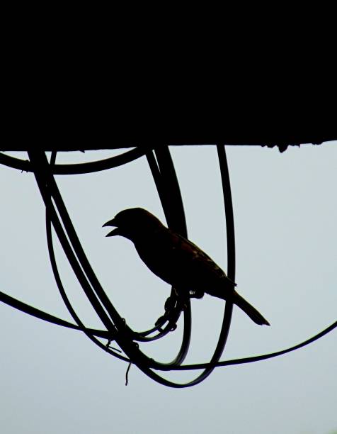 istock Silhouette of Eurasian tree sparrow 1674947442