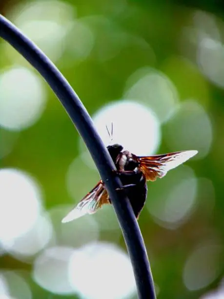 Photo of Xylocopa latipes, the tropical carpenter bee, on the cable