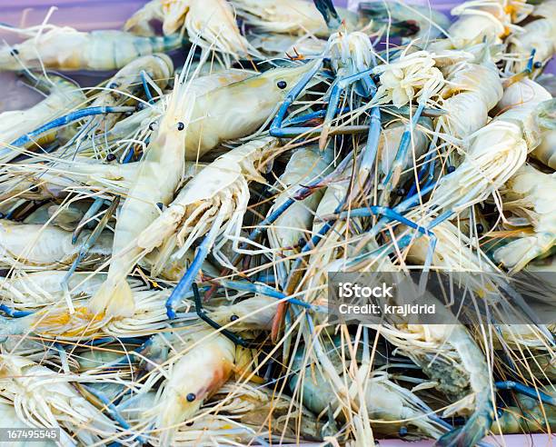 Foto de Camarão e mais fotos de stock de Camarão - Frutos do Mar - Camarão - Frutos do Mar, Camarão-Tigre, Comida