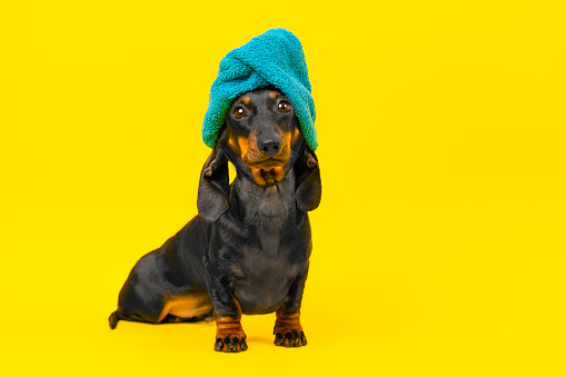 Well-groomed dog dachshund in blue turban on his head sits on his hind legs after shower on yellow background. Terry towel wrapped around head spa, beauty treatments, wellness beauty, personal care