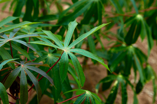 Background of bamboo trees in forest.