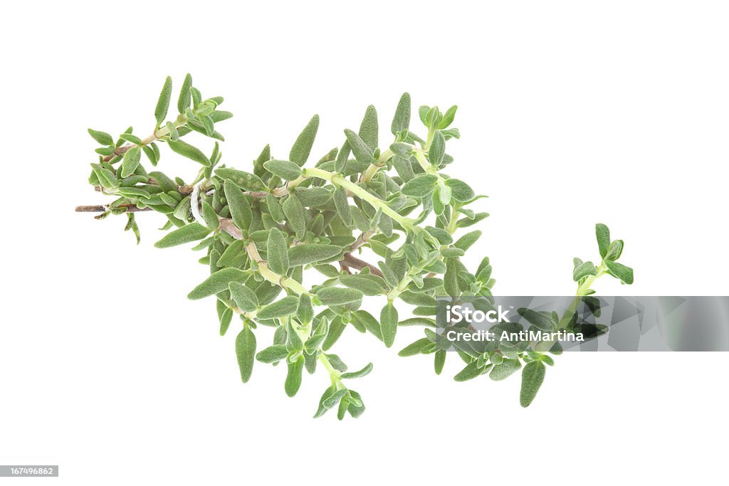 thyme (Thymusdrüse), isoliert auf weiss - Lizenzfrei Duftend Stock-Foto