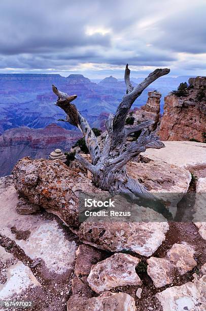 Landscape With Dry Tree At Grand Canyon Arizona Usa Stock Photo - Download Image Now