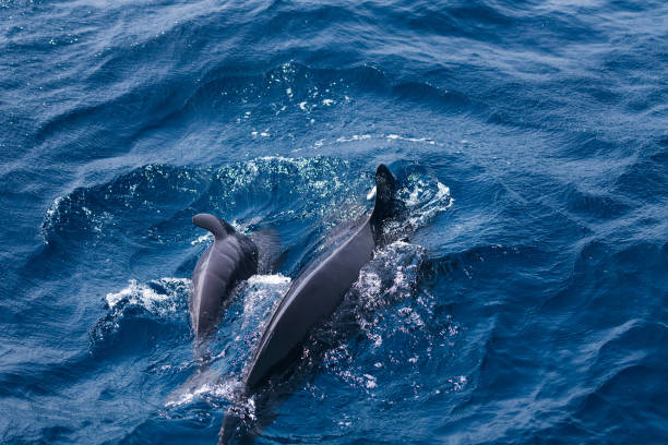 istock pilot whale diving next to its newborn calf 1674980075
