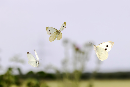 An image of a Large White butterfly nectaring in sunlight