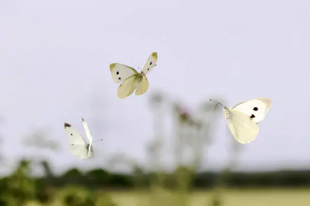 Photo of three cabbage white butterflies fly in the air over a field