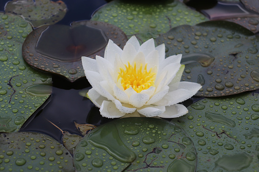 White water lily and leaves with droplets in a pond on a rainy day