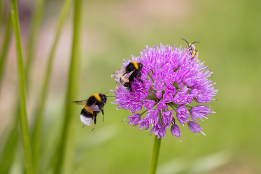 picture of two bumblebees and a bee on an allium flower in the garden